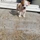 Male Chihuahua