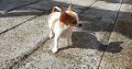 Male Chihuahua