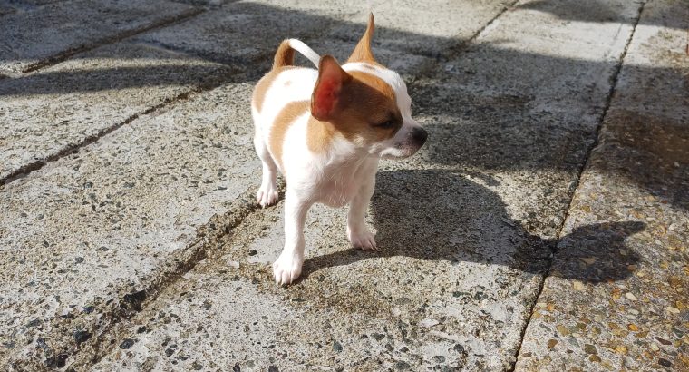 Male Chihuahua