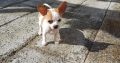 Male Chihuahua