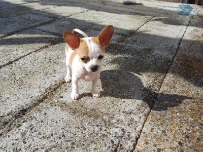 Male Chihuahua