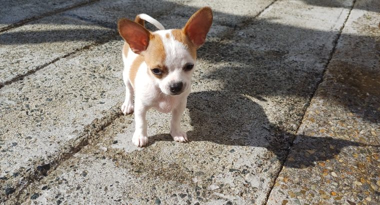 Male Chihuahua