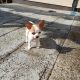 Male Chihuahua