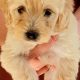 Beautiful cockapoo puppies looking for there forever home