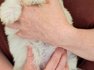 Beautiful cockapoo puppies looking for there forever home