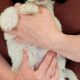 Beautiful cockapoo puppies looking for there forever home