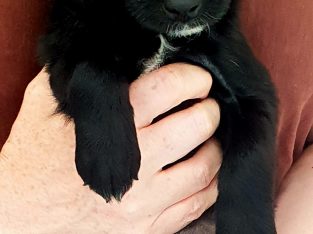 Beautiful cockapoo puppies looking for there forever home