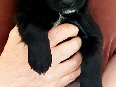 Beautiful cockapoo puppies looking for there forever home