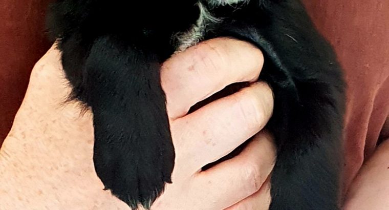 Beautiful cockapoo puppies looking for there forever home