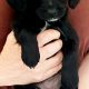 Beautiful cockapoo puppies looking for there forever home