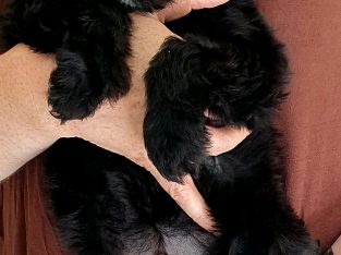 Beautiful cockapoo puppies looking for there forever home
