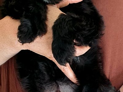 Beautiful cockapoo puppies looking for there forever home