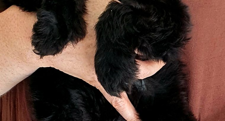 Beautiful cockapoo puppies looking for there forever home