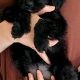 Beautiful cockapoo puppies looking for there forever home