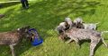 Pedigree Short Haired German Pointers Puppies