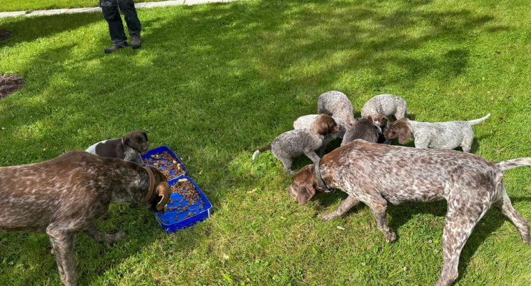 Pedigree Short Haired German Pointers Puppies