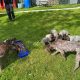 Pedigree Short Haired German Pointers Puppies