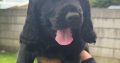 Cocker spaniel puppies for sale