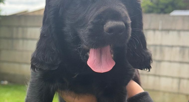 Cocker spaniel puppies for sale