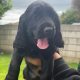 Cocker spaniel puppies for sale