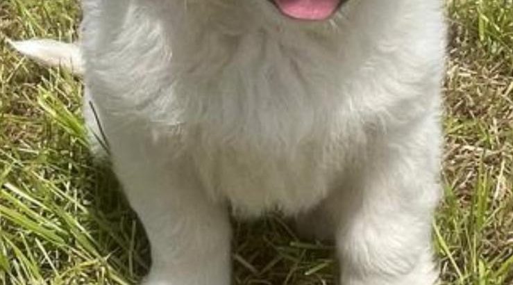 Golden retriever