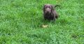 Cocker spaniel puppies for sale