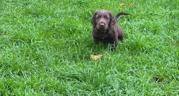 Cocker spaniel puppies for sale