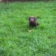 Cocker spaniel puppies for sale