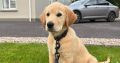 Rehoming: Beautiful, Gentle 11-Week-Old IKC Golden Retriever
