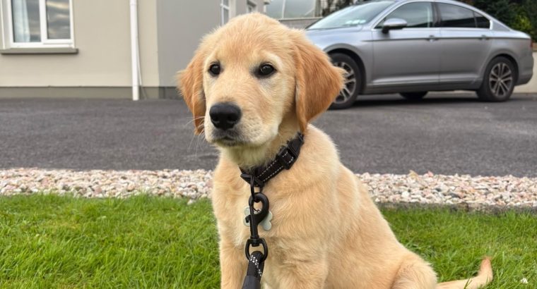 Rehoming: Beautiful, Gentle 11-Week-Old IKC Golden Retriever