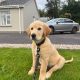 Rehoming: Beautiful, Gentle 11-Week-Old IKC Golden Retriever