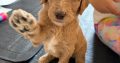 Gorgeous Standard Poodle Pubs