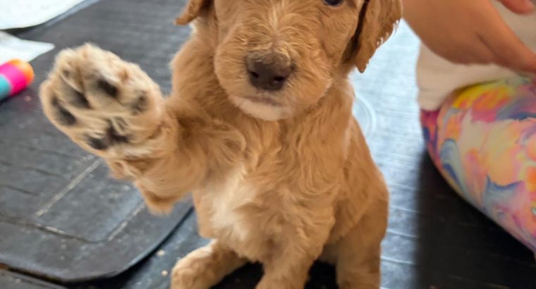 Gorgeous Standard Poodle Pubs