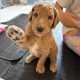 Gorgeous Standard Poodle Pubs