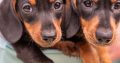 Kaninchen Dachshund