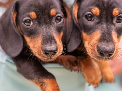 Kaninchen Dachshund
