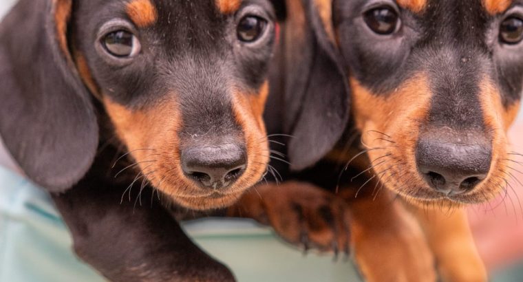 Kaninchen Dachshund