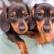 Kaninchen Dachshund
