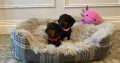 Beautiful mini Dachshunds puppies ðŸ¾ðŸ¾