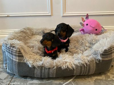 Beautiful mini Dachshunds puppies ðŸ¾ðŸ¾