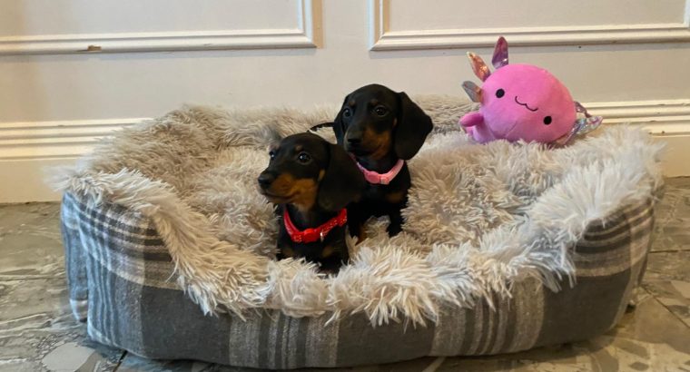 Beautiful mini Dachshunds puppies ðŸ¾ðŸ¾