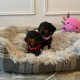 Beautiful mini Dachshunds puppies ðŸ¾ðŸ¾