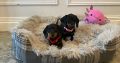 Beautiful mini Dachshunds puppies ðŸ¾ðŸ¾
