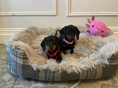 Beautiful mini Dachshunds puppies ðŸ¾ðŸ¾