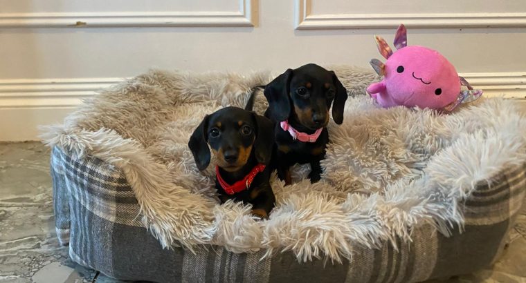 Beautiful mini Dachshunds puppies ðŸ¾ðŸ¾