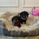 Beautiful mini Dachshunds puppies ðŸ¾ðŸ¾