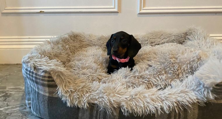 Beautiful mini Dachshunds puppies ðŸ¾ðŸ¾