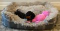 Beautiful mini Dachshunds puppies ðŸ¾ðŸ¾