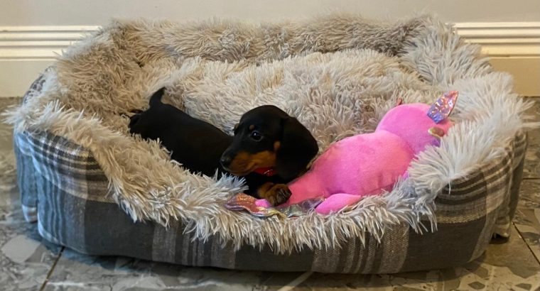 Beautiful mini Dachshunds puppies ðŸ¾ðŸ¾