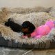 Beautiful mini Dachshunds puppies ðŸ¾ðŸ¾